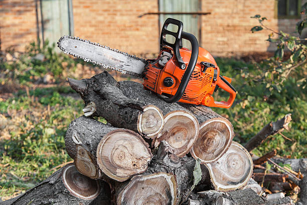 Best Arborist Services Near Me  in Marlinton, WV